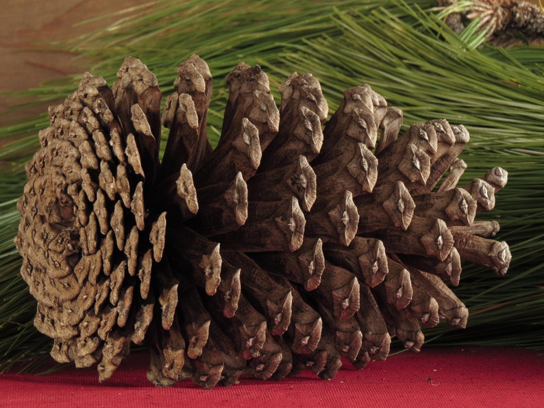 5 7 Bulk Pine Cones Giant Pine Cones Jumbo Pine Etsy