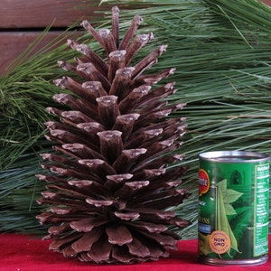 9-10 Giant Pine Cone, Pine Cone Ornament, Pine Cone Decor, Pine Cone Decoration, Christmas Decorations, Pine Cone Wreath, Pine Cone Garland image 2