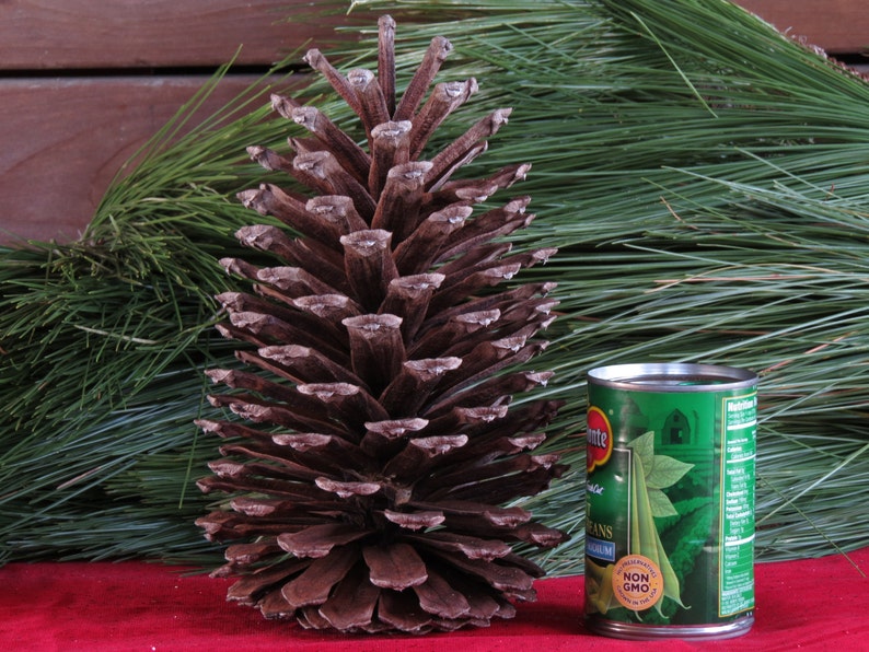 9-10 Giant Pine Cone, Pine Cone Ornament, Pine Cone Decor, Pine Cone Decoration, Christmas Decorations, Pine Cone Wreath, Pine Cone Garland image 2