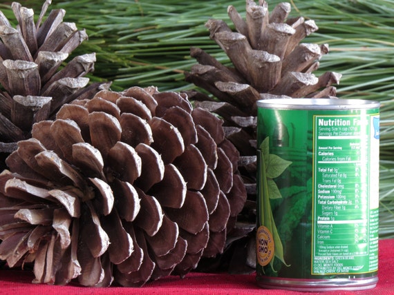 Bulk Package of Natural Pinecones-24 Pack