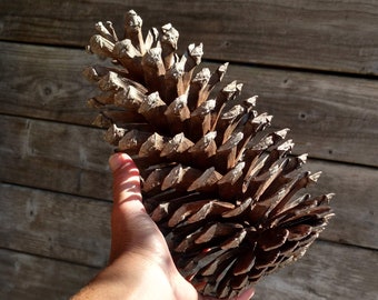 10" Pine Cone, Jumbo Pine Cone, Large Pine Cone, Jumbo Pinecone, Large Pinecone, Huge Pine Cone, Huge Pinecone, Pine Cone Craft, Pinecone