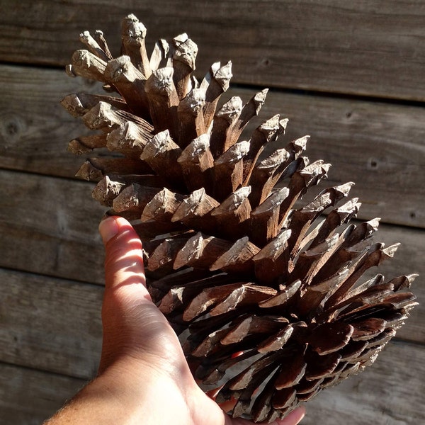 10" Pine Cone, Jumbo Pine Cone, Large Pine Cone, Jumbo Pinecone, Large Pinecone, Huge Pine Cone, Huge Pinecone, Pine Cone Craft, Pinecone