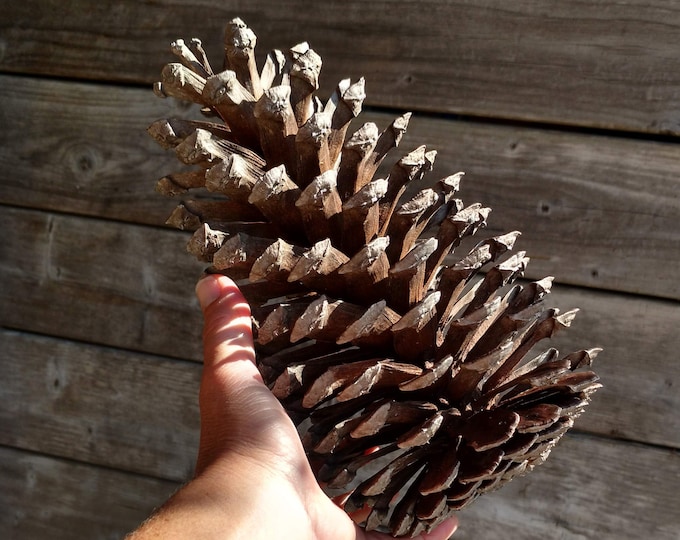 10 Pine Cone Jumbo Pine Cone Large Pine Cone Jumbo Etsy