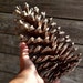 see more listings in the Individual Pine Cones section