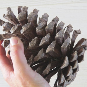 6-7" Jumbo Pine Cone, Large Pine Cone, Jumbo Pinecone, Large Pinecone, Huge Pine Cone, Huge Pinecone, Pine Cone Craft, Pine Cone Decoration