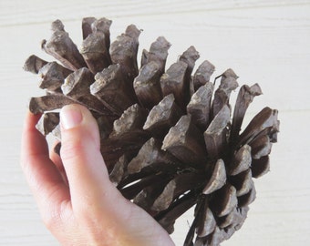 6-7" Jumbo Pine Cone, Large Pine Cone, Jumbo Pinecone, Large Pinecone, Huge Pine Cone, Huge Pinecone, Pine Cone Craft, Pine Cone Decoration