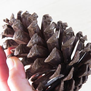 5-6" Pine Cone, Pinecone, Large Pine Cone, Jumbo Pinecone, Large Pinecone, Huge Pine Cone, Big Pinecone, Pine Cone Craft, Pine Cone Decor