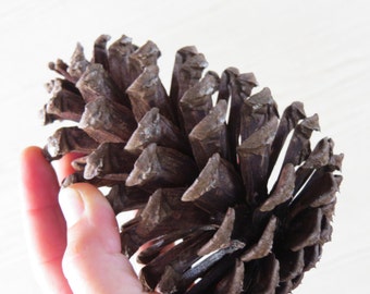 5-6" Pine Cone, Pinecone, Large Pine Cone, Jumbo Pinecone, Large Pinecone, Huge Pine Cone, Big Pinecone, Pine Cone Craft, Pine Cone Decor