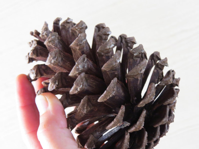 56 Pine Cone Pinecone Large Pine Cone Jumbo Etsy UK