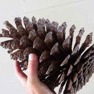 7-8 Jumbo Pine Cone, Large Pine Cone, Jumbo Pinecone, Large Pinecone, Huge Pine Cone, Huge Pinecone, Pine Cone Craft, Pine Cone Decoration image 1