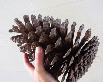 7-8" Jumbo Pine Cone, Large Pine Cone, Jumbo Pinecone, Large Pinecone, Huge Pine Cone, Huge Pinecone, Pine Cone Craft, Pine Cone Decoration