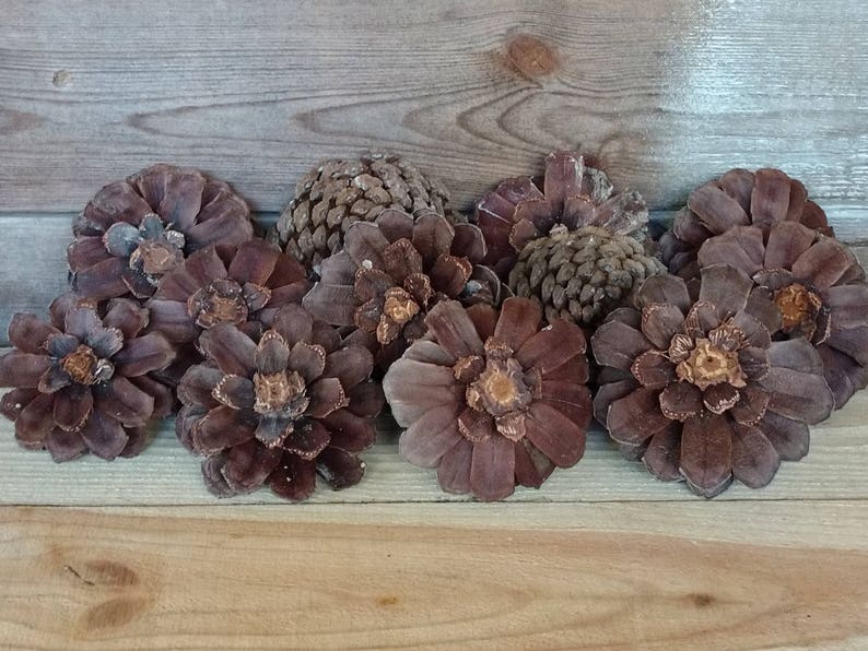 Pine Cone Zinnia Pine Cone Flowers Pine Cone Wreath Pine Etsy