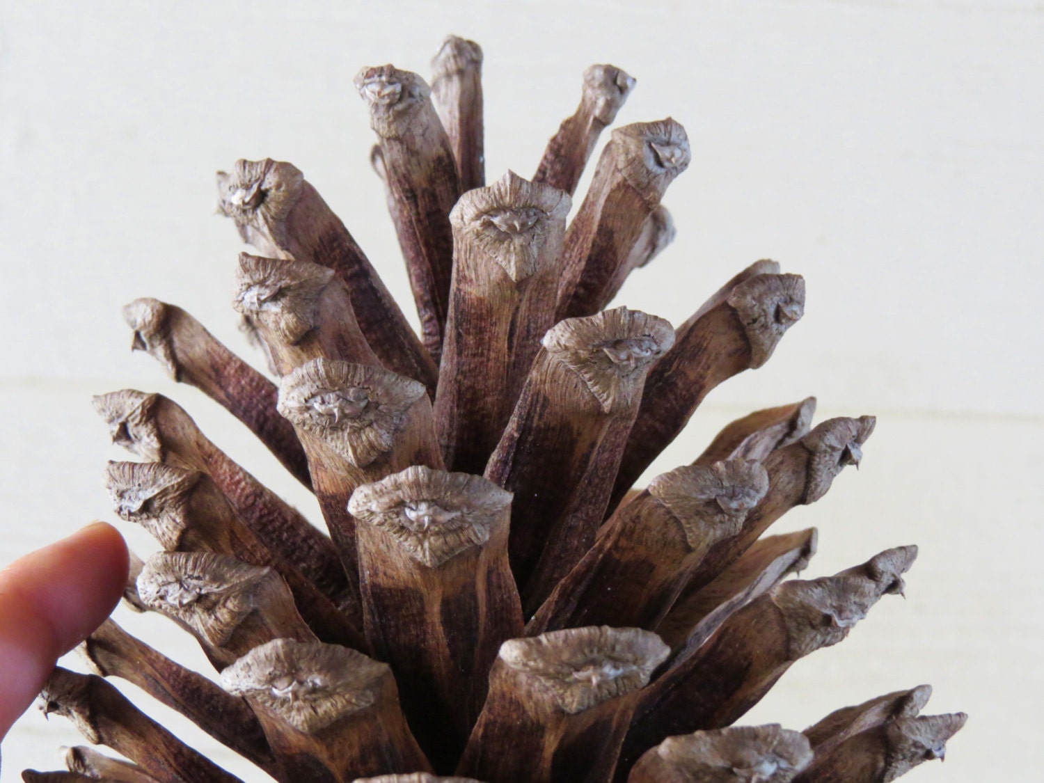 78 Jumbo Pine Cone Large Pine Cone Jumbo Pinecone Etsy