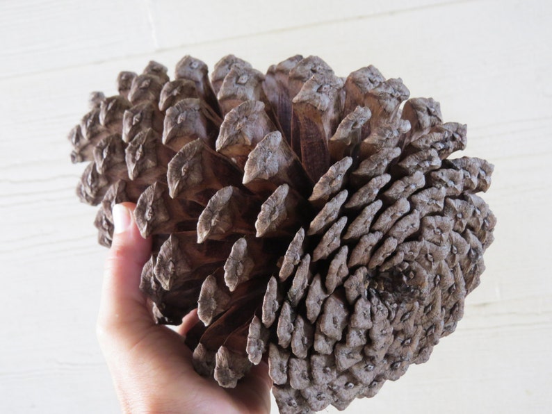 7-8 Jumbo Pine Cone, Large Pine Cone, Jumbo Pinecone, Large Pinecone, Huge Pine Cone, Huge Pinecone, Pine Cone Craft, Pine Cone Decoration image 4