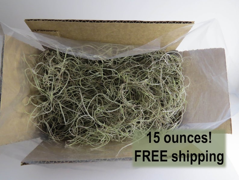 May include: A cardboard box filled with 15 ounces of Spanish moss. The moss is light green and is packed in a clear plastic bag. The box is open and the moss is visible. The text "15 ounces! FREE shipping" is printed on the box.