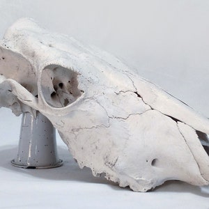 Real Cow Skull, Genuine Cow Skull, Cow Skull, Steer Skull, Animal Bones, Animal Skull