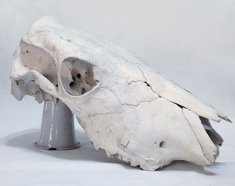 Real Cow Skull, Genuine Cow Skull, Cow Skull, Steer Skull, Animal Bones, Animal Skull