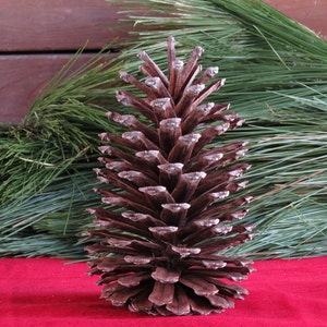 9-10 Giant Pine Cone, Pine Cone Ornament, Pine Cone Decor, Pine Cone Decoration, Christmas Decorations, Pine Cone Wreath, Pine Cone Garland image 4