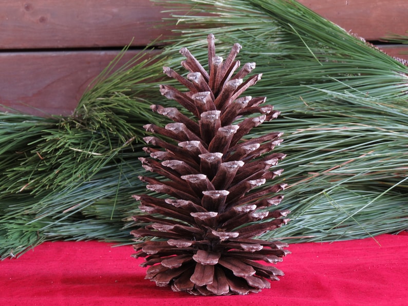 9-10 Giant Pine Cone, Pine Cone Ornament, Pine Cone Decor, Pine Cone Decoration, Christmas Decorations, Pine Cone Wreath, Pine Cone Garland image 4