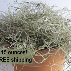 May include: A close-up of a large amount of Spanish moss in a terracotta pot. The moss is light green and gray in color. The text "15 ounces! FREE shipping" is visible in the image.