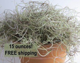 Spanish Moss, Live Spanish Moss, Real Moss, Floral Moss, Floral Supplies, Natural Moss, Green Moss, Nature Crafts, Bromeliads, Floral Craft