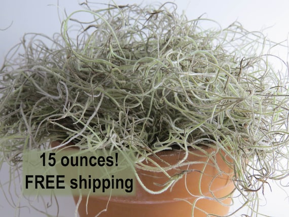Spanish Moss, Live Spanish Moss, Real Moss, Floral Moss, Floral Supplies, Natural Moss, Green Moss, Nature Crafts, Bromeliads, Floral Craft