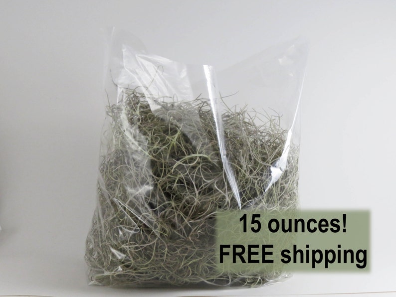 May include: A clear plastic bag filled with 15 ounces of dried Spanish moss. The bag is sitting on a white surface. 15 ounces! FREE shipping