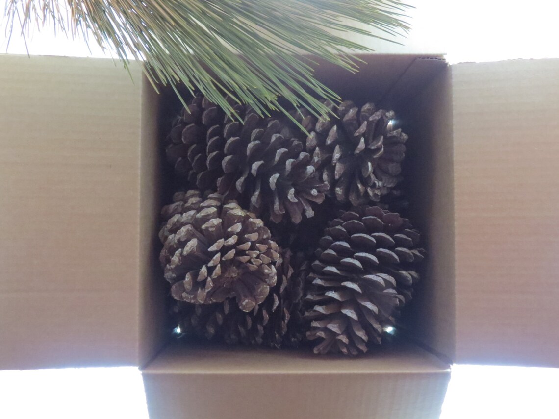Nine 5 7 Bulk Pine Cones Giant Pine Cones Jumbo Pine Etsy