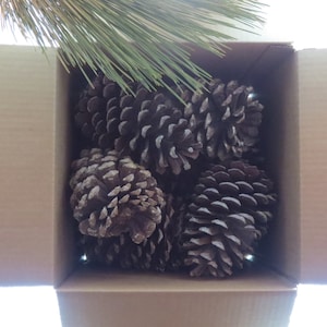 May include: A cardboard box filled with pine cones. The box is open and the pine cones are visible inside.
