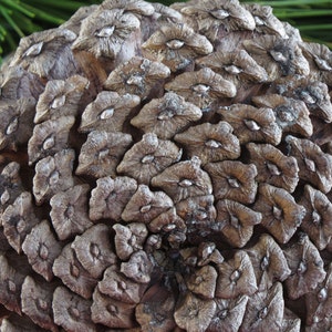 9-10 Giant Pine Cone, Pine Cone Ornament, Pine Cone Decor, Pine Cone Decoration, Christmas Decorations, Pine Cone Wreath, Pine Cone Garland image 5