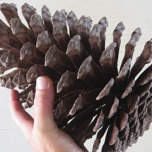May include: A large, brown pine cone with a spiral pattern. The cone is closed and has a rough texture.