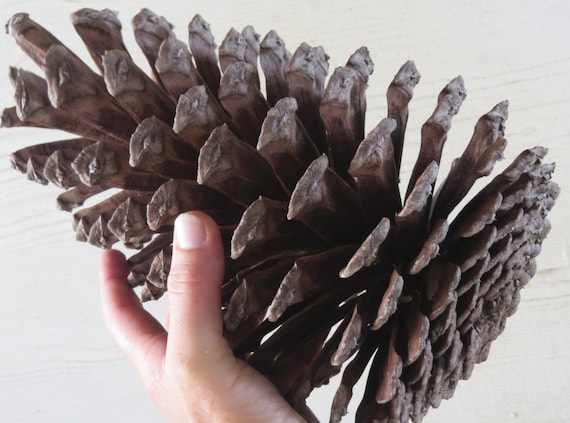 Natural Mini Pine Cones  Wholesale Pine Cones for Sale