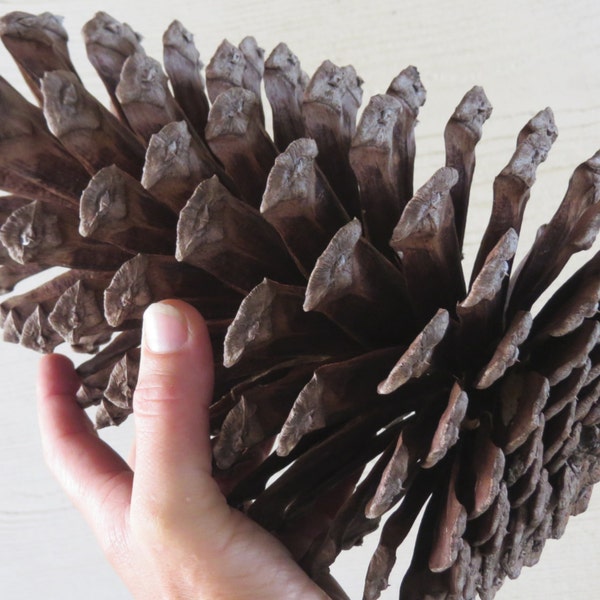 8-9" Jumbo Pine Cone, Large Pine Cone, Jumbo Pinecone, Large Pinecone, Huge Pine Cone, Huge Pinecone, Pine Cone Craft, Pinecone Decoration