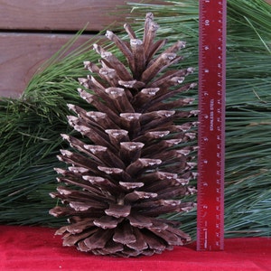 9-10 Giant Pine Cone, Pine Cone Ornament, Pine Cone Decor, Pine Cone Decoration, Christmas Decorations, Pine Cone Wreath, Pine Cone Garland image 1