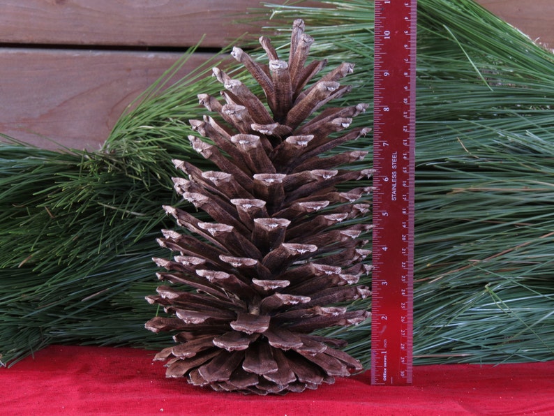 9-10 Giant Pine Cone, Pine Cone Ornament, Pine Cone Decor, Pine Cone Decoration, Christmas Decorations, Pine Cone Wreath, Pine Cone Garland image 1