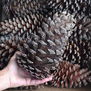 May include: A close-up of a hand holding a large brown pine cone. The cone is surrounded by other pine cones in a cardboard box.