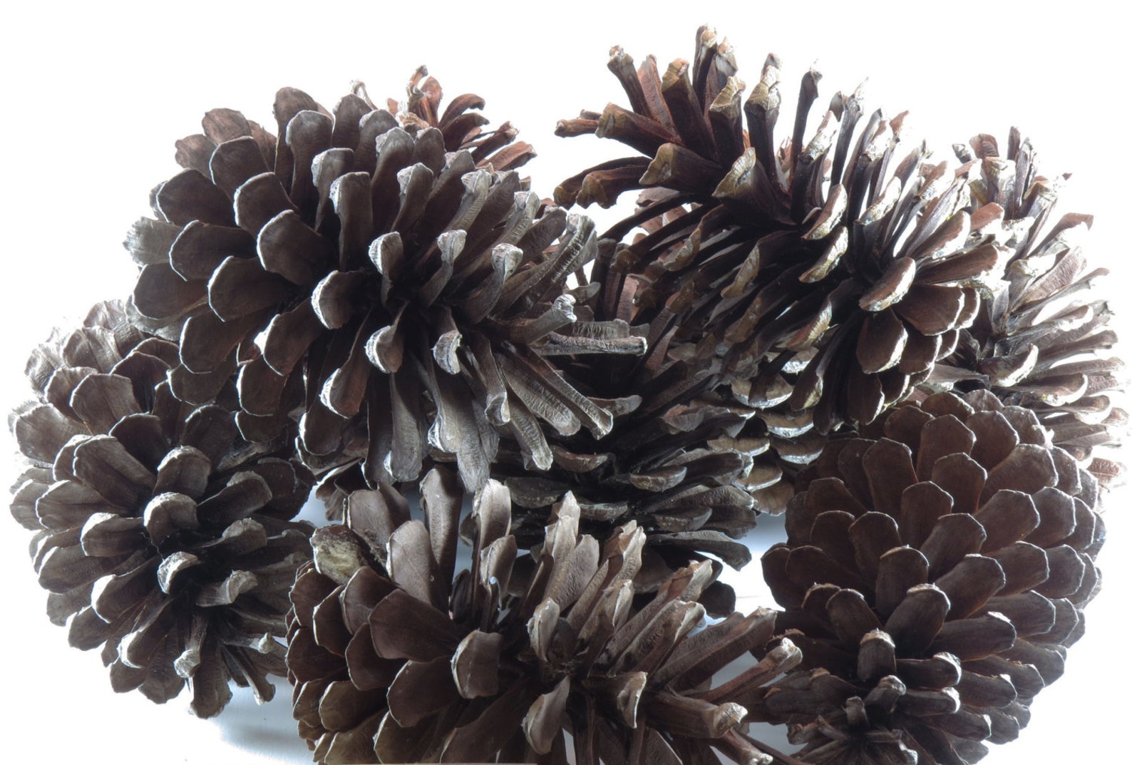 Nine 5 7 Bulk Pine Cones Giant Pine Cones Jumbo Pine Etsy