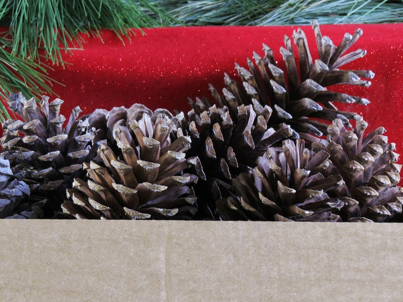 5 7 Bulk Pine Cones Giant Pine Cones Jumbo Pine Etsy Canada