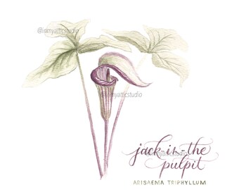 Jack in de preekstoel bloemen botanische illustratie digitale print
