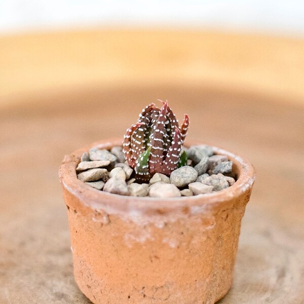 1" tall young Haworthia Reinwardtii EXACT PLANT