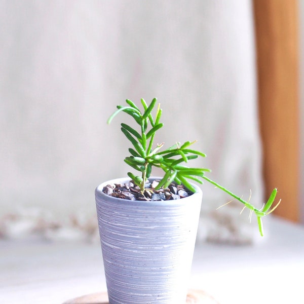 2.5" long Rhipsalis Mesembryanthemoides Clumpy Mistletoe Cactus Rooted EXACT PLANT