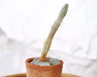 6 po. de long panaché Euphorbia mamillaris épi de maïs indien VEGETAL EXACT