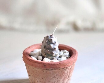 Cactus pomme de pin de 1,25 po. de haut Tephrocactus Articulatus var. inermis PLANTE EXACTE