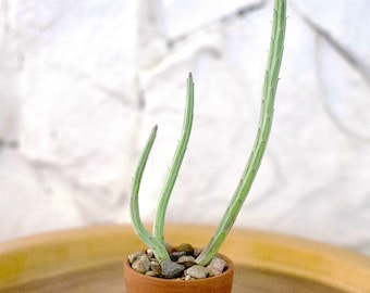 Plante à cornichons de 19 cm de long (PLANTE EXACTE)