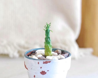 1,75" de long Euphorbia Caput Medusae Tête de Méduse coupant une plante exacte
