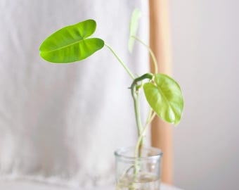 12" de long Philodendron Burle Marx coupant PLANTE EXACTE