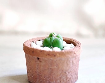 Cactus Opuntia Gumbi de 0,5 po. de haut. PLANTE EXACTE