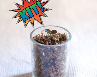 Kit de mousse : 0,5 po. de long, coupe de feuilles de plante Raven ZZ, plante exacte