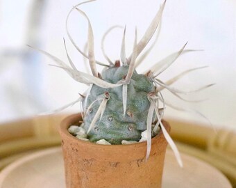 Cactus en papier de 1,5 po. de haut, Tephrocactus Articulatus var. Papyracanthus, plante exacte