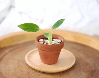 Jeune plante philodendron vert Congo de 5 cm de long